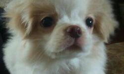 Butters is a white & lemon 12week old adorable Japanese Chin that wants his forever home! he is up to date with shots and worming and comes with health certificate Chins are a smart unique rare breed, should be&nbsp;about 10 lbs full grown
call or text