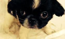 Female Japanese Chin was born on 9-4-2013 in a warm loving home. Her price is $688 plus $8.95 registration handling. She is a healthy, beautiful, friendly Little girl! From the UABR registered planned breeding of "Snickers Doodle" and "Tykia Su Ling Ling"