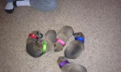 Pure breed Japanese Shiba Inu puppies born November 4th 2013. Two males and one female available.A total of five puppies were born but have already sold one and decided to keep one in our family. Lineage documented to the 1600's in their native country of