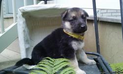 Howdy! I am Jocelyn, the fun-loving female CKC German Shepherd ! I am waiting for my new forever home and family. . . Will it be you?&nbsp;I was born on June 12th, 2016.&nbsp;I'll come vet checked, with shots and worming to date!&nbsp;They're asking $699