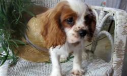 Wanna have that one friend? If so, then I would be the perfect one for you! Hey There, I'm Joey! The amazing Male AKC King Charles Cavalier! I'm one of a kind! I was born on March 22nd, 2014. Everyone seems to love me for my soft, fluffy sable and white