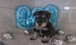 Wanna have fun!? If so, then come and get me! Hey, I'm Joey! Though I am a rockstar! I'm just the adorable Male AKC Miniature Schnauzer! I was born on October 1st, 2014 from a 15 lb mom and a 15 lb dad! People really like me! They always say how cute my