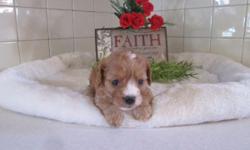 Hi! I'm Joey! A&nbsp; Male Cavapoo. I am a wonderful little guy. I can't wait for you to take me home. We can be the best of friends. I'll be right there by your side. I will love you unconditionally. I was born on May 28, 2016 from a 15lb mom and 12lb