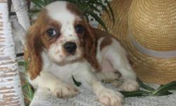 Want a little fun in your life? Well sure you do! With me! Hi, I'm Jolene! The outgoing Female AKC Cavalier! I'm just way too awesome! I was born on March 22nd, 2014. Wowza! People tend to like me for soft tan and white fur, my pretty smile, and my