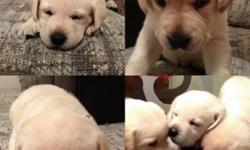 Puppies were born on October 30, 2012. &nbsp;They will be ready for a new home just before Christmas. We have 1 male and 2 females left. &nbsp;All are yellow labs. The Dam is 55lbs 21 inches and the Sire is 75lbs and 24 inches. &nbsp;All puppies have