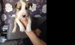 KC registered bull terrier puppies, dam comes from kilacabar bloodlines and has the best temperament ever. Sire is licorice Calhoun at credetta and can be viewed on&nbsp; Colours of puppies are mixture of red and white, brindle and white and white with