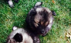 8 weeks old Keeshond puppies ready for homes. Lovable very social. Vet checked, AKC and first shots. Call 574-210-7698 or email to pckjap@yahoo.com