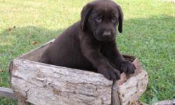 Howdy! I'm Kenny, the delightful chocolate AKC Chocolate male Labrador Retriever! I was born on June 12, 2016! &nbsp;I'll come vet checked, with my shots and worming to date. I am smart, kind, outgoing and always want to be with you..&nbsp;They're asking