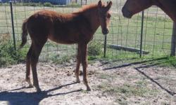 Gorgeous sweet sorrel filly.&nbsp; She should mature around 15 hands tall.&nbsp; She can be registered.&nbsp; She is super healthy.&nbsp; We are working on getting her halter trained.&nbsp;&nbsp; 303-648-9777