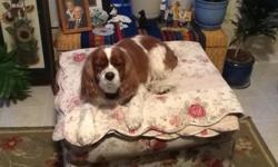 7 yr old King Charles Cavalier Spaniel needs good home. Not able to take care of him.
Great with kids!
Also a great lap dog. Loves attention. Comes with Dog Crate.