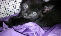 if you love black cats, well I've got the perfect kitten for you. he is eight and a half weeks old. already eat solid food and is litter box trained. he is very sweet and full of energy. and that equals tons of fun!! my name is cricket and you can call me