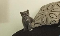 I am selling a baby kitten who is eight weeks old. She is a domestic short hair. She is such a friendly, playful, loving and sweet cat for anyone who wants a kitten or has small children. Up to date (July 20,2016) she has had her first shots, flea tick