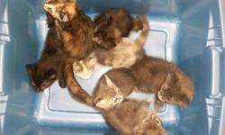 Indoor Domestic Vaccinated Lap Kittens M & F Two Litters Only 7261 Days Old!
Chubby Healthy Properly Husbanded Baby Squeakers!
With Purrrfect Attention To All The Details.
Some With Naturally Bobbed Tails!
Some With Short Hair Some Semi Long Hair.
Mommy &