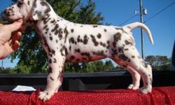 Dalmatian Puppies male and female available, We have available both males and females black & liver spotted pups, we have 1 black spotted male and 2 liver spotted males along with 3 black spotted females and 2 liver spotted femalesText only via&nbsp;