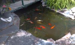Beautiful Koi for your pond! Variety of color combinations&nbsp;including orange, red, white, yellow,&nbsp;black. Approximately 19 fish, different grades including fantail!
Moving and must sell- make offer!&nbsp;Call -- or --.
Located in Helena.