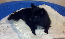 We only have 3 beautiful female La Pom puppies left for sale. Available Sept 22, 2011. La Poms are a Designer/Specialty (hybird) breed! All three are black and white. They love people and are started on potty training; very quick learners and love to