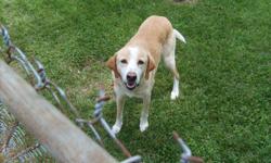 Daisy is a beautiful and very friendly Yellow and White Female Lab mix. Outside dog that needs a big yard. Loves to run and would love to jog and take walks with you! Free to good home.