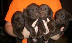 Lab and Lab mix puppies for sale.&nbsp; We've got a chocolate female, and 4 black females.&nbsp; Contact 256-4three7-27zero3