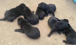 Born 6-19-16, will be ready to go to their new homes Aug. 13 & 14th.
&nbsp;&nbsp; 1 female - $325&nbsp;&nbsp; 6 males - $250
&nbsp;
Mixed with Black Lab, German Shepard, and Border Collie. Dad is pure breed Black Lab, Mom is Mixed.
&nbsp;
Upon receipt of