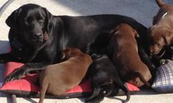 Lab Pups, AKC reg. Choc & Blk. Parents on site. Champion Blood lines. Ready to go on 12/22. 865-388-6153