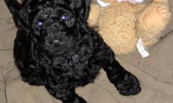 Beautiful Labra-Doodle Puppies, 8 weeks old.&nbsp; 1 Chocolate Male, 2 Black males and 1 Chocolate Female,
ready to go...all shots and wormed, vet heath certified.&nbsp; No shedding and hypoallergic dogs...
Call, email or text message for photos