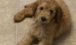 Multi generation LABRADOODLE puppies, all colors, vet checked, dewormed, first shots, crate trained, non-shedding, hypoallergenic, raised in our home, very smart, wonderful with children! 4432396254