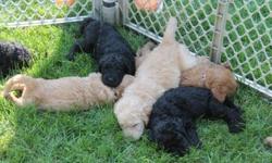 Beautiful Labradoodle puppies are fore sale. Born and raised in our home with our kids and other pets these puppies are well rounded and well socialized. They are crate trained and sleeping through the night. They have been vet checked and given a clean