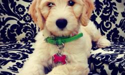 F1-B Generation Labradoodle Puppy was born 12-30-2013. We are taking deposits at this time to reserve your puppy..available - cream female, apricot female, black male, golden male. Puppy will be ready to go home with you on February 24,2014 Call Amy (256)