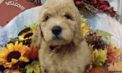Beautiful apricot labradoodle female puppies. &nbsp;These are non-shed puppies born 7/21/13 to a cream 2nd generation labradoodle mom and a gorgeous dark red AKC standard poodle dad. &nbsp;These puppies have been vet checked and received 2 vaccinations