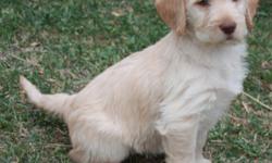 Beautiful cream F1 Labradoodle.&nbsp; Casey is sweet and frisky.&nbsp;&nbsp; She was born on Oct 11,&nbsp;&nbsp; She is up to date on shots and has been wormed.&nbsp; Her mom is lab and her dad is standard poodle.&nbsp; She has a beartiful wavey coat and