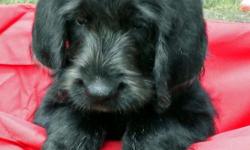 We have one beautiful Labradoodle puppy remaining from an outstanding litter.&nbsp; He is vet checked and ready for his forever home.&nbsp; This calendar puppy already has a long, wavy black coat, frosted with silver.&nbsp; His sire is our wonderful