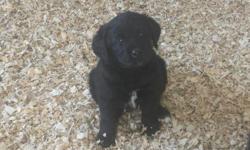 Black fluffy Labradoodle pups with all shots, wormed, and vet checked.&nbsp; 8 weeks old.&nbsp; Non-shedding beautiful pups!