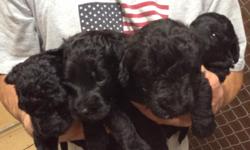 Licensed breeder of Labradooles Min. 2nd Gen. 700 males and 800 females. Ready on 8-31-14 We have a littler of poogle puppies they are 500 males and 600 females. Ready 8-21-14 All puppies family raised and have vet work done 1st shots and declaws removed