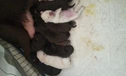 Chocolate and Yellow Labrador puppies. Very healthy beautiful socialized pups. Will have first shots and be wormed before going home. Born 5/24/2014 Will be available July 12 2014