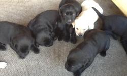 We have a litter of 9 Lab pups, 3 yellow and 6 black. Born on May 1st (5weeks old) ready to to new homes by June 19th. AKC registered. Beautiful, healthy pups,pet quality.