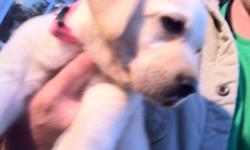 Labrador Retriever pups
&nbsp;
Yellow Labrador pups. for sale. These pups are going to be ready for their new homes first week of December.
Have the Sir and Dam on premises. This is our second litter out of these two. I've been in touch with some of the