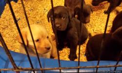 Akc English style lab pups. Choc and yellow. Shots, wormed and ready 8-15-14 and light creams ready in sept.