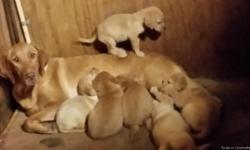 AKC registered lab pups yellow and fox red. Males and females available parents on site dad weighs 100 pounds mom weighs 80 pounds very sweet and lovable up to date with shots