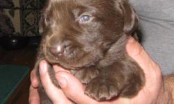 2 MALE CHOCOLATE LABS & 1 FEMALE LEFT. DOB 1/10/11 WILL BE READY END OF FEBRUARY. NKC REGISTERED.