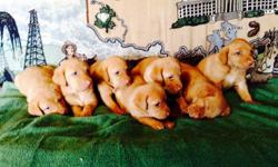 Lab pups AKC rare fox red Excellent blood lines home raised vet checked $695 Call 405-899-4132