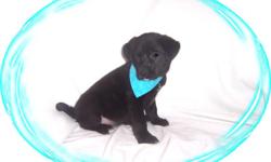 This baby boy is a big lovebug. He is so goofy and has a great personality. He has been well socialized and should make a great family pet. He is a Lab and a Border collie mix.He comes with his first series of shots, wormings and a Vet Health Certificate.