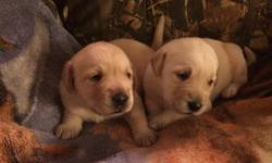 Full blooded lab puppies for sale. Black and Yellow. Males and females. Will be 6 weeks old on 3/3/15. Wormed, Vet Checked and had their 1st shots. Asking $ 250.00. If interested please call 513-659-3617