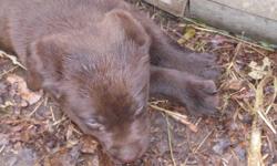 akc chocolate lab puppies for sale, champion bloodline parents on site. will be ready for new home the week of june 25th. 1st shots and wormed, will take a deposit to reserve a pup. They are adorable and very playful.
