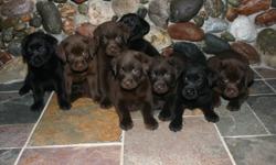 Lab Pups: Blacks and Chocolates, females and males. Champion sired. AKC, OFA and eye C.E.R.F. These pups are sold with a health guarantee, microchip, vet check, first shots, dewclaws removed, and worming. Our puppies are raised in our home for excellent