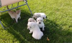 Three AKC registered pups, 2xfemale,Ready 6/10/16 They are yellow labs. Mother SR52251903,sire SR67733501. Both pointing blood lines. $750 each. 320-333-7469