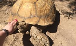 I have a very large (130lbs+) male Sulcata tortoise that needs a new home. We've have him for a long time now, but our enclosure just cannot keep up with him anymore. He needs a home that will have a strong and secure enclosure, large land, and lots of