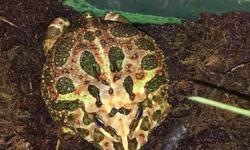 Large&nbsp;Pacman Frog&nbsp;for sale. House , water bowl , spray bottle and frozen mice included.