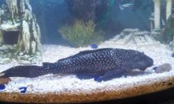 Large PLECOSTOMUS has out grown my tank. Very large, 12 inches.