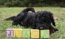 1 girl left beauitful Goldendoodle. Mother is a black goldendoodle and Father is a rich brown with sliver highlights Standard Poodle both have great temperments no shedding&nbsp;allergy free. Raised in a home enviroment We spend countless hours traing