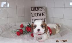 Wanna have that one friend? If so, then I would be the perfect one for you! Hey There, I'm Lenny! The amazing Male AKC King Charles Cavalier! I'm one of a kind! I was born on January 2nd, 2014 from a 15 lb mom and a 15 lb dad! Everyone seems to love me